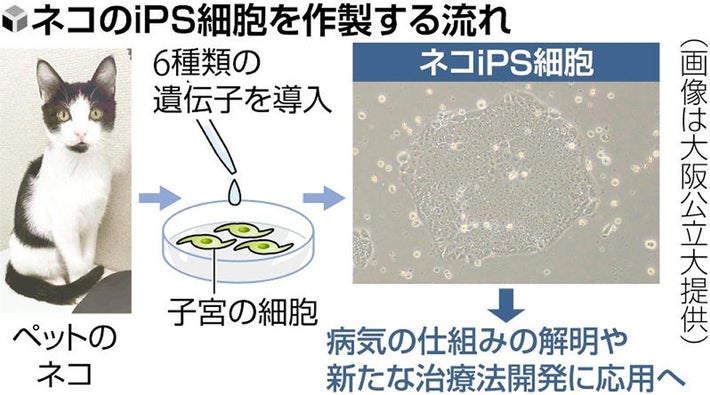 【大阪公立大】ネコのiPS細胞作製に成功　病気の解明期待